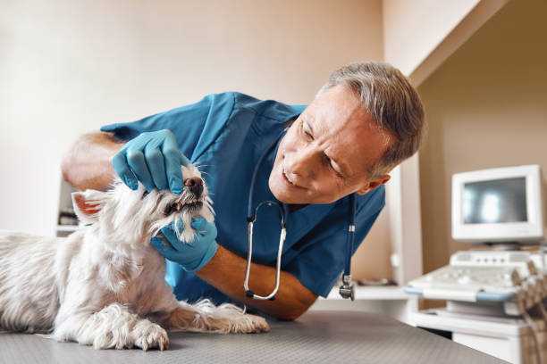 Best Emergency Root Canal Therapy in Bluffton, OH